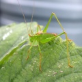 Speckled Bush-cricket (Leptophyes punctatissima) Kenneth Noble